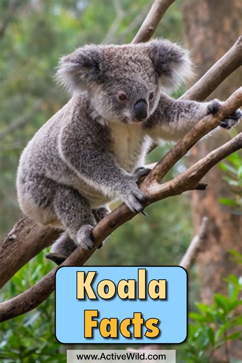 Koala Facts For Kids Information Pictures Video And More Koala Facts