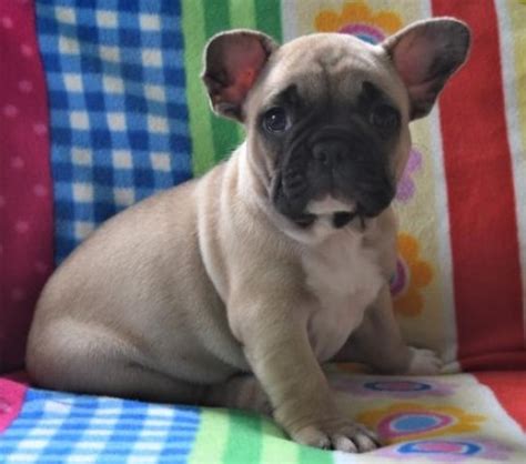Please access our site from a pc to see photos of past pups and the sires/dams. French Bulldog puppy dog for sale in Riverside, California