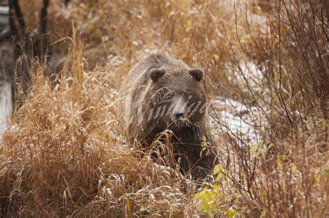 Brown Bear Grizzly Alaska Eagle River Nature Center Chugach State