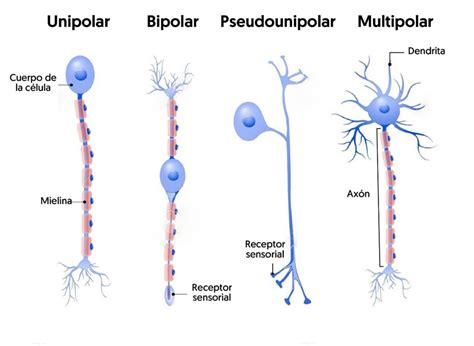 Neuronas Tipos Funciones Y Curiosidades Neuroclass