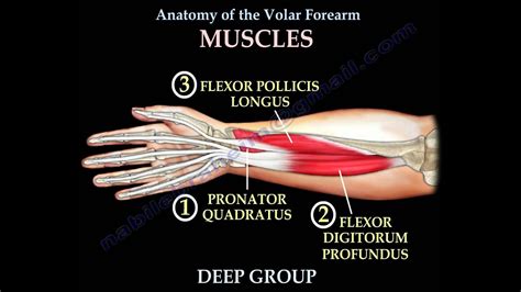 Pitcures Of The Tendons In Tbe Forearm Tendonitis Patellar