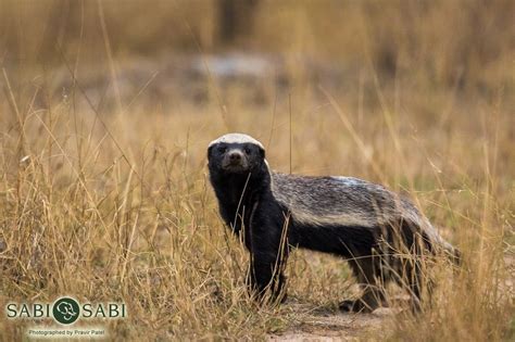 A Honey Badger Was Spotted Giving Guests A Quick Glimpse Of This