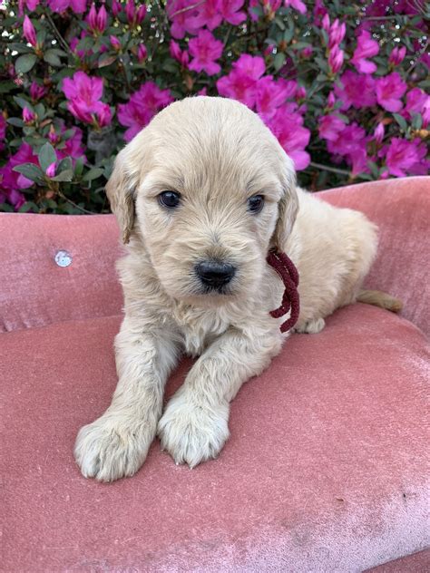 We did not find results for: F1b "Teddy Bear" Goldendoodles | Goldendoodles raised with ...