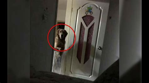 A Man Noticed That His Dog Watched Him Sleep Each Night Then He