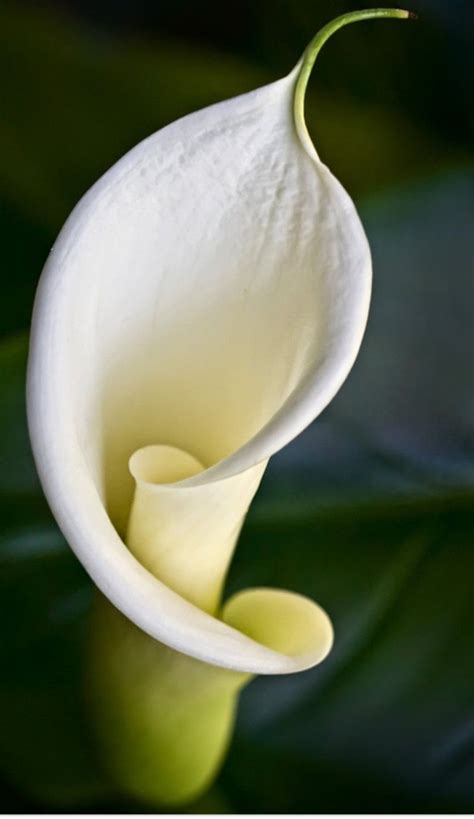 Understated Elegance Arum Lily Cala Lily Calla Lily Flowers Calla