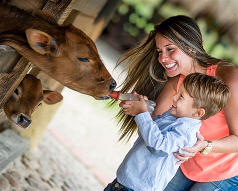 610 Kids Feeding Cows Stock Photos Pictures And Royalty Free Images