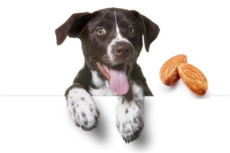 Small amounts of plain bread (no spices and definitely no raisins) won't hurt your dog. Can Dogs Eat Almonds And All Other Nuts Too? - Dog Carion