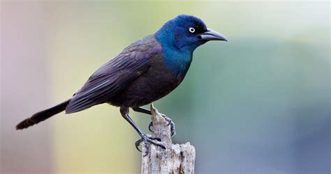 Pictures Of Black Birds With Blue Heads Picturemeta