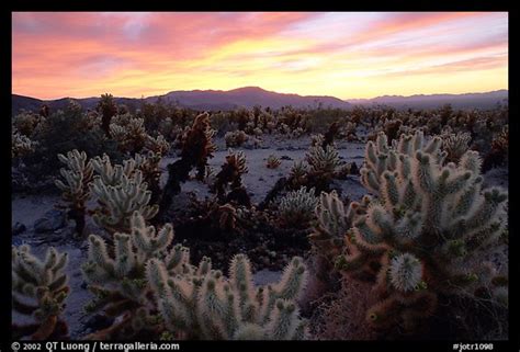 Picturephoto Cholla Cactus Garden Sunrise Joshua Tree National Park