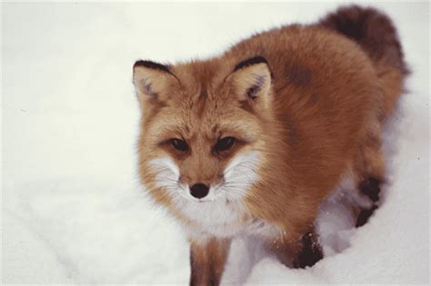 Do Red Foxes Hibernate Winter