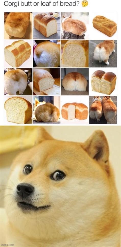 Image Tagged In Memesdogebreaddoge Breadcorgidoge Vs Bread Imgflip