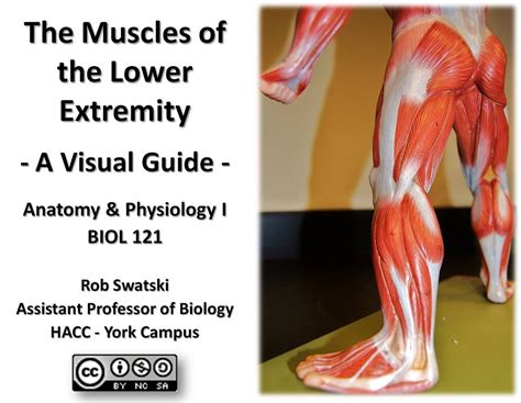 Muscles Of The Lower Extremity Anatomy Visual Guide Flickr