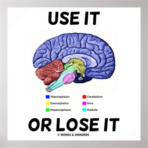 Use It Or Lose It Anatomical Brain Advice Poster Zazzle