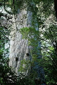 Tane Mahuta Lord Of The Forest In Waipoua Kauri Forest Reserve New
