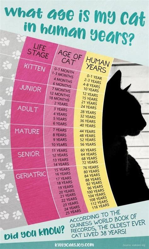 Kitten Lady Kitten Age Chart