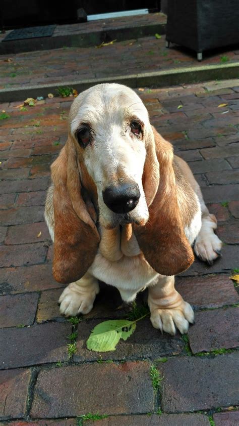 I Always Wanted A Basset Hound I Have Been Lucky Enough To Have Had