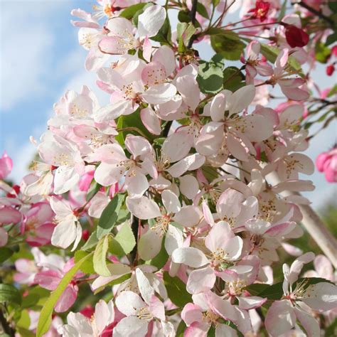 Apr 01, 2021 · the 'iceberg' floribunda rose has been a flowering garden favorite for nearly six decades. Malus floribunda | Japanese Flowering Crab Apple Tree ...