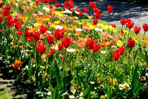 Tulip Meaning Choose The Best Colorful Tulips To Share Your Happiness