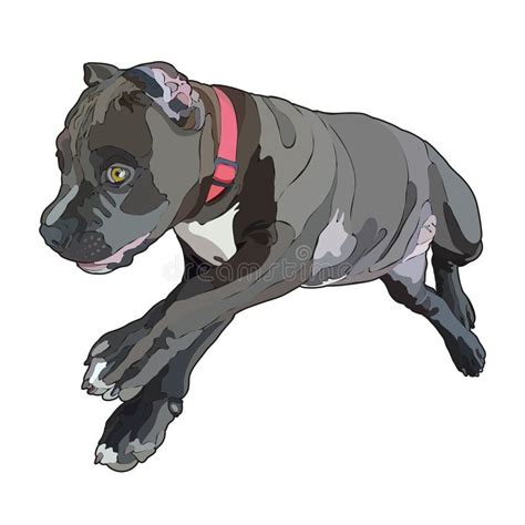 Big Muscular Pitbull Dog Stock Vector Illustration Of Mascot 103511896