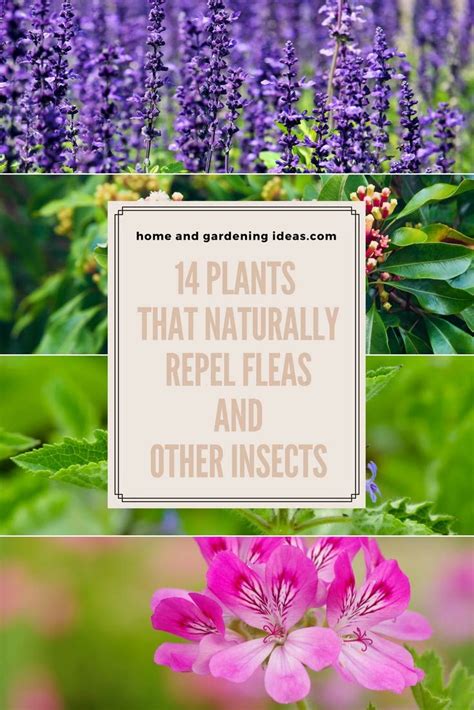14 Plants That Naturally Repel Fleas And Other Insects Mosquito