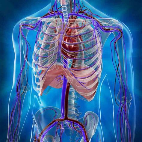 Location Of Human Heart In Body