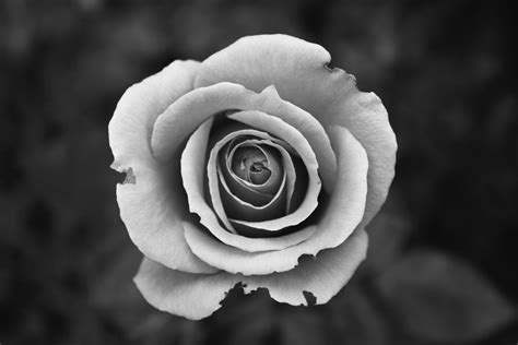 Grayscale Photography Of Rose · Free Stock Photo