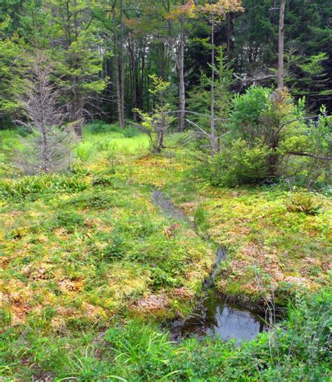 Free Images Tree Creek Wilderness Hiking Trail Meadow Summer