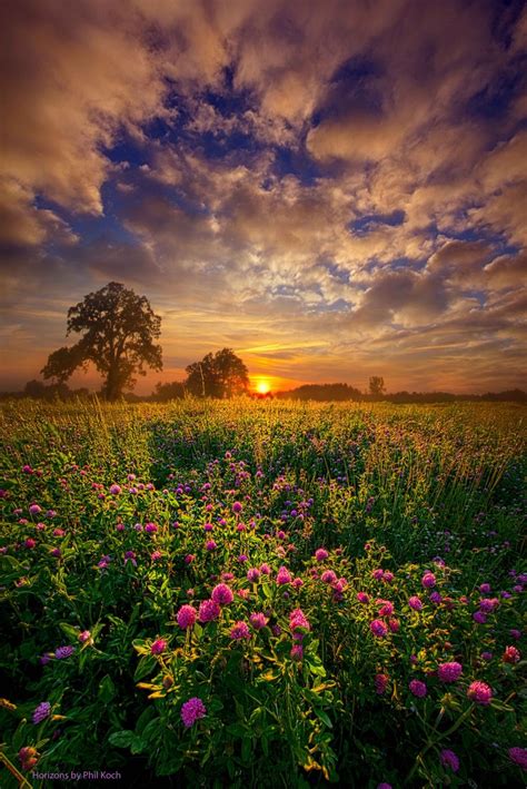 Summer Field Sunset ~ Marvelous Nature