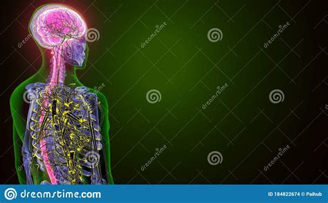 Ilustraci N Del Cerebro Humano Con Sistema De Nervios Stock De