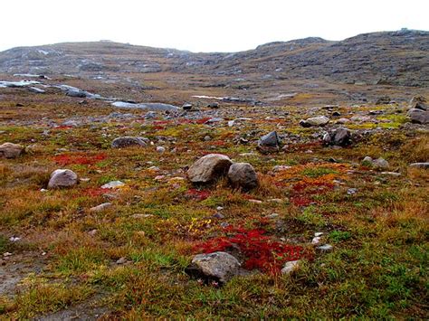 Arctic Tundra Biome Lets Talk Science