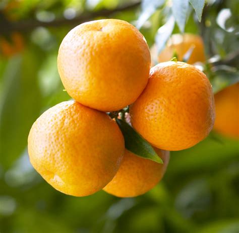 Chinotto or Myrtle-Leaf Sour Orange - The Citrus Centre