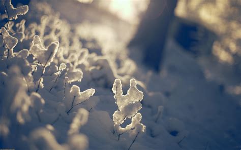 Wallpaper 1920x1200 Px Depth Of Field Nature Snow Sunlight