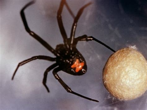 Are Black Widow Spider Poisonous Omg Spiderman S Die Hard Little Fans