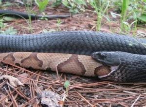 What do black garden snakes eat. Do black snakes eat copperheads? - Quora