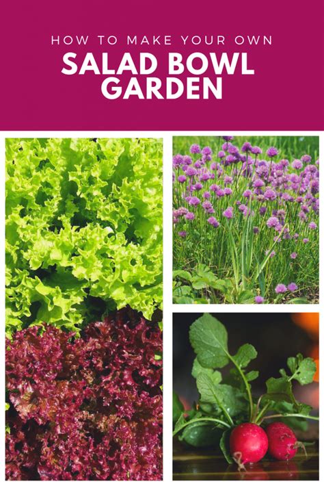 How To Grow Your Own Mini Salad Bowl Garden Vegetable Garden For