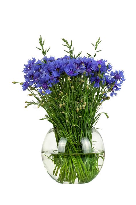 Originelle geschenke gibt es bei uns riesenauswahl an geschenkideen mit überraschungsfaktor versand in 24h jetzt vorbeischauen Schöner Blumenstrauß Von Den Kornblumen Lokalisiert Auf ...