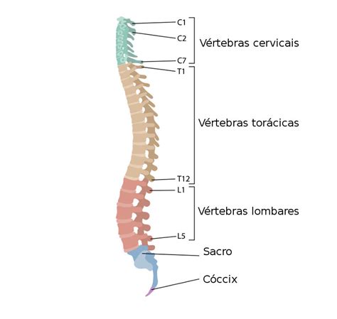 A Coluna Vertebral é Formada Por Quantas Vertebras