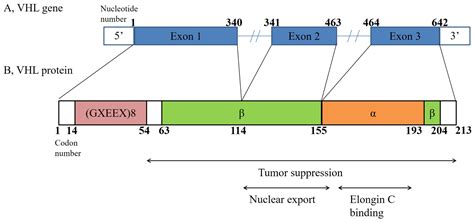 JCM | Free Full-Text | Potential Role of VHL, PTEN, and BAP1 Mutations