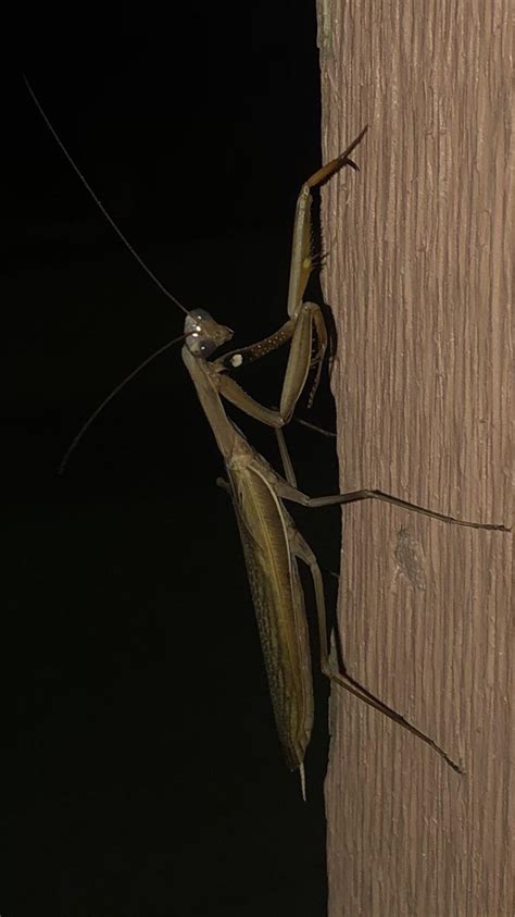 This Praying Mantis I Saw A Couple Of Nights Ago Im 42 Live In