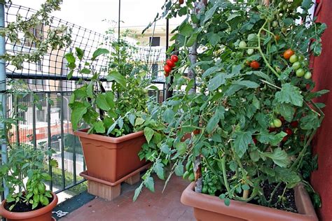 Urban Gardening The Best Vegetables For Balcony And Windowsill