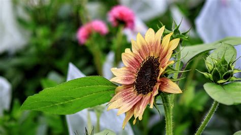 Quincy Neat Neighbors contest to reward well kept properties