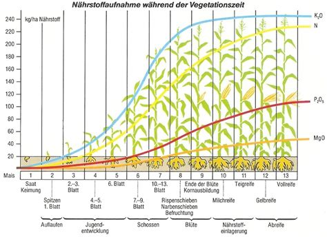 Die bbch stadien app ermöglicht eine schnelle und eindeutige bestimmung, der morphologischen entwicklungsstadien, der wichtigsten kulturen im ackerbau und bei. Nährstoffaufnahme von Mais während des ...