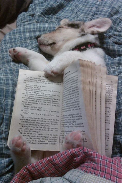Book Holding Puppy Is Sleeping Teh Cute Cute Puppies Cute Kittens