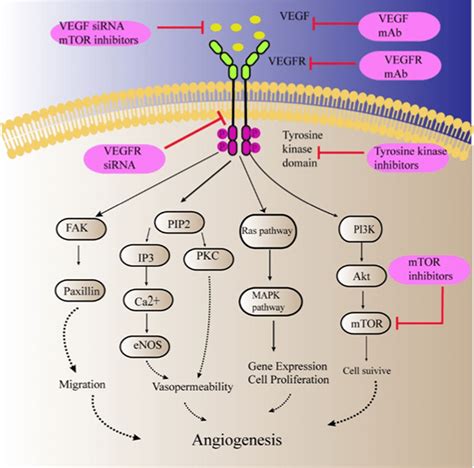 Mechanism Of Anti Angiogenic Therapy By Targeting Vegf Signaling