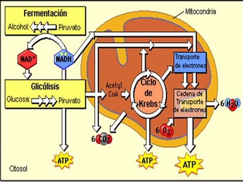 Diapositivas de metabolismo de carbohidratos Página web de bioscientia Metabolismo