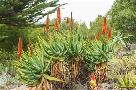 Succulents With Tall Flowering Stalks Our Favorite Varieties Sublime