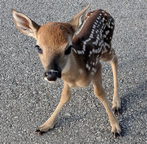 Is It Illegal To Keep A Baby Deer In Texas Baby Tickers