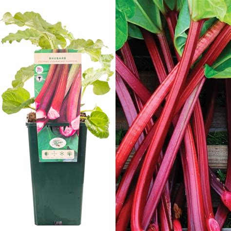 Rhubarb Rheum Fultons Strawberry Surprise Free Uk Delivery