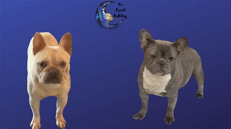 Wonderful puppy fully vaccinated wormed and health checked and microchipped.will receive the latest listings for lilac fawn french bulldog. Lilac Fawn French Bulldogs - The French Bulldog
