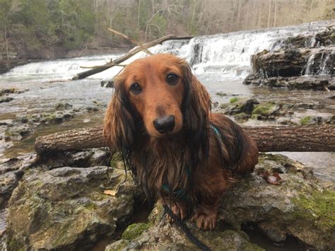 Dachshund is giving birth, how many puppies can you see? Django, a Traveling 'Gentleman' Weenie, Has His Own Brand